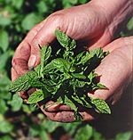 Mint comes in many varieties and is easy to grow.